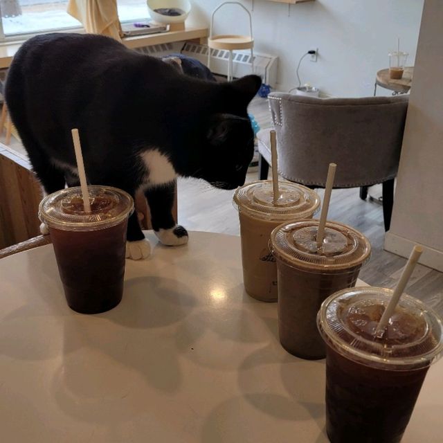캐나다 고양이 카페 