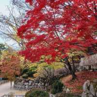 Colours at Bulguksa Temple  Gyeongju