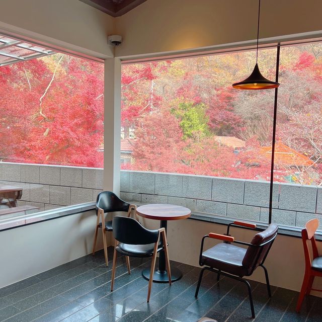 韓国/ソウル【牛耳洞】紅葉がとても綺麗に見える大型カフェ🍁💛