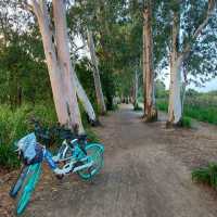 南生圍單車🚲觀鳥🕊️黃昏🏜️之旅