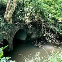 Heritage left behind in forest
