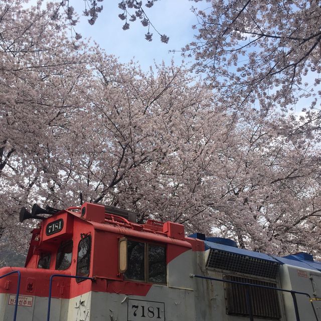 벚꽃 맛집 진해