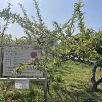 名古屋市守山区　フルーツパークの果樹園
