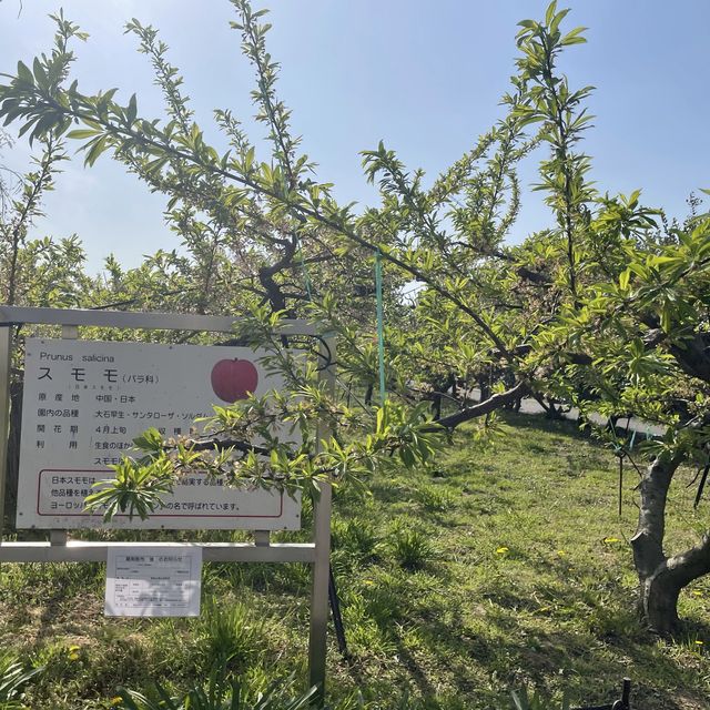 名古屋市守山区　フルーツパークの果樹園