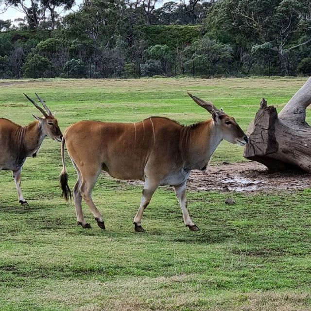 Close Encounters In Werribee