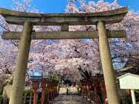 京都　京都散策旅　六孫王神社の桜に感動❗️