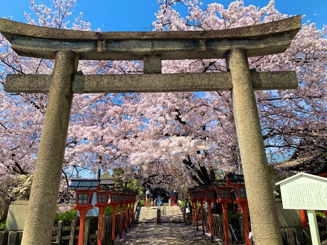 京都　京都散策旅　六孫王神社の桜に感動❗️