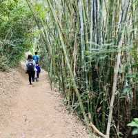 港版嵐山竹林之道