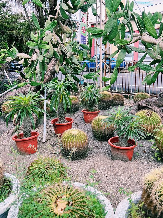 彰化田尾超人氣景點｜生源仙人掌，超多多肉植物以及仙人掌盆栽