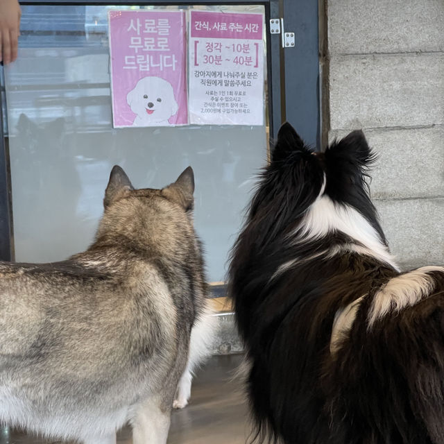 카페몽몽 🐶 댕댕이들과 힐링하기