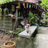 คาเฟ่ธรรมชาติ “ที่นี่บางเบาะ ป่าตอง”