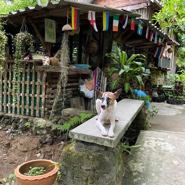 คาเฟ่ธรรมชาติ “ที่นี่บางเบาะ ป่าตอง”
