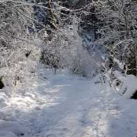 A Snowy Wonderland At Twin Falls