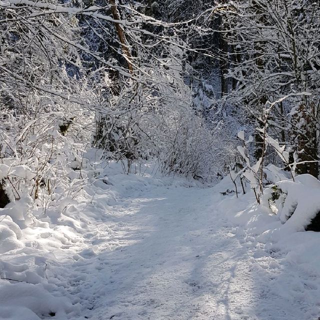 A Snowy Wonderland At Twin Falls
