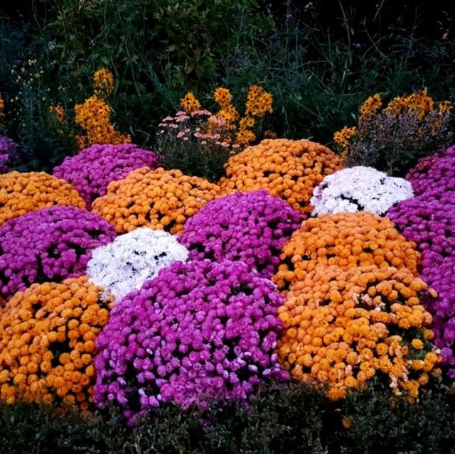 Colourful autumn at Garden of Morning Calm