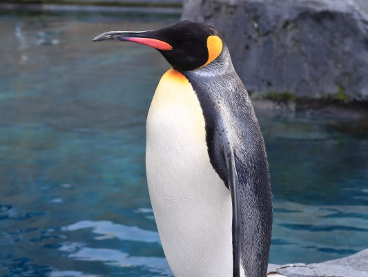 很可愛的旭川動物園北海道特別的景點 