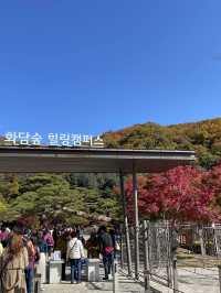 곤지암 단풍여행 :: 화담숲🍁