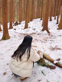 겨울 제주여행 필수! 눈 쌓인 사려니숲길❄️