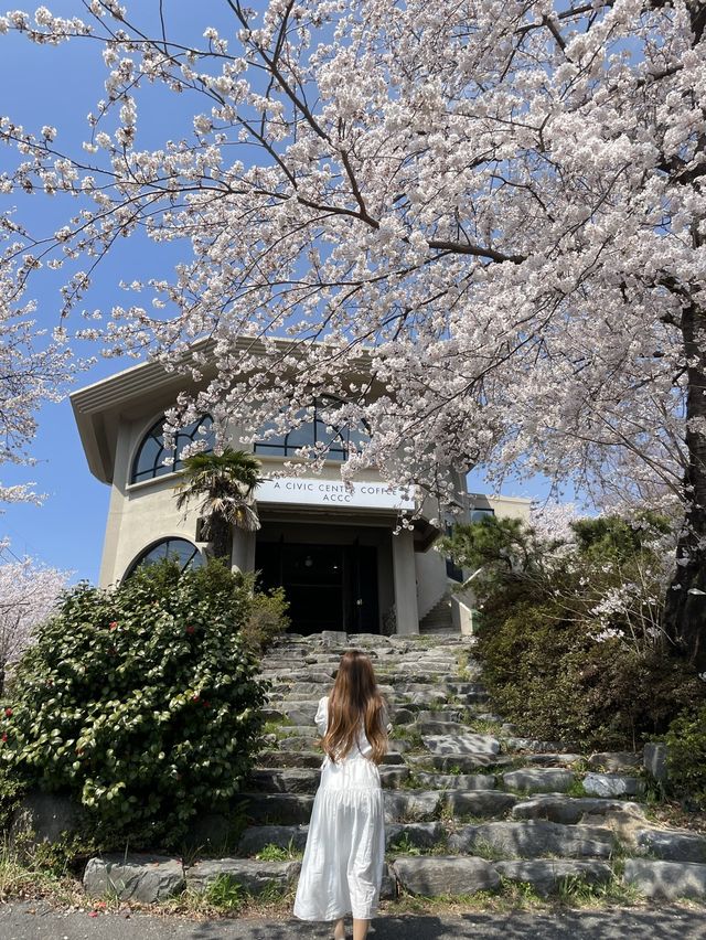 창원 벚꽃 뷰 카페 :: 어씨빅센터커피 ACCC🌸