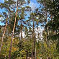 School in the Forest