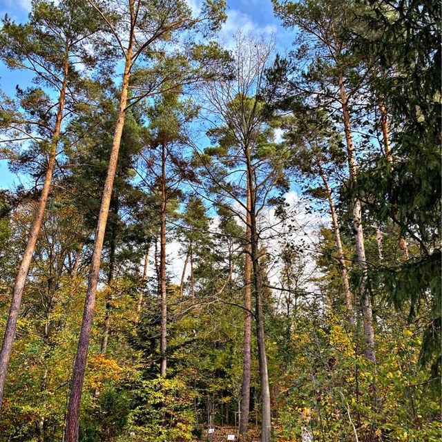 School in the Forest