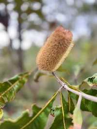 Australia #Brisbane #Kuta Mountain Botanic Garden #