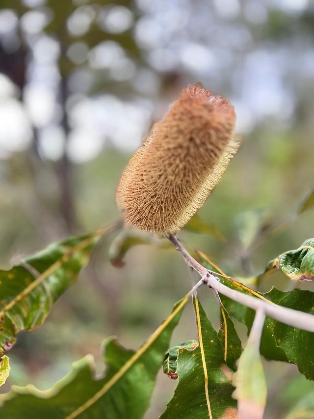 Australia #Brisbane #Kuta Mountain Botanic Garden #
