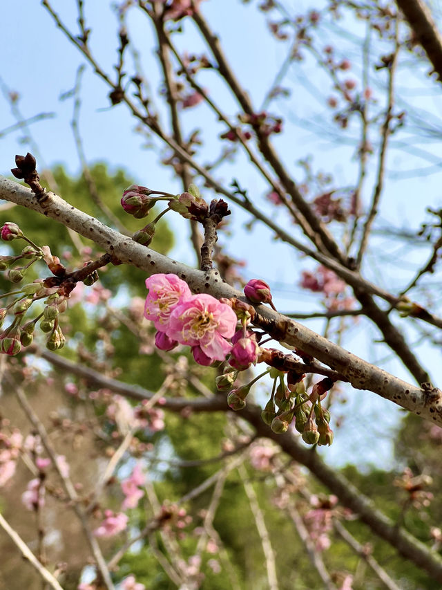 Chongqing Garden Expo Park is now free of charge! Come and enjoy for free!