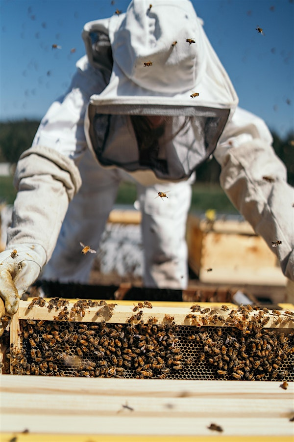 Jacobsen Salt Co. Presents: Summer Beekeeping | Zidell Yards