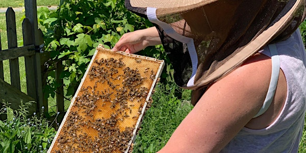Complete Beekeeping Course June | Honeybee Centre