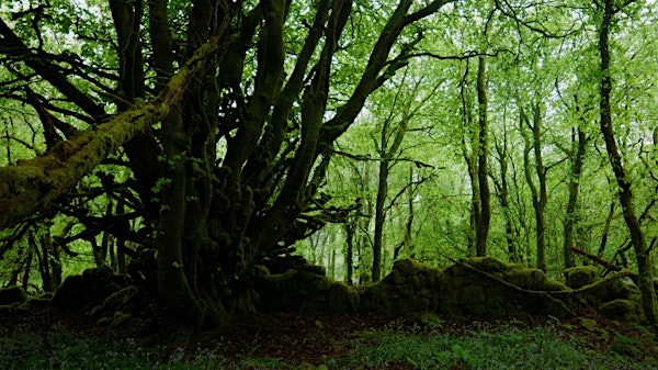 Landowner Rainforest Recovery Demonstration Day - CORNWALL | Golitha Falls Parking