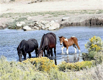 2026 National Wild Horse and Burro Conference | Best Western Plus Landmark Inn
