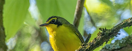 Forest Birds of the Palisades w/ Ben Leffew and Michael Patton | Floracliff Nature Sanctuary