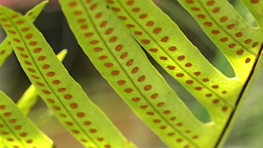 Genetics and Reproduction of Plants | 20 Frederick Law Olmsted Way