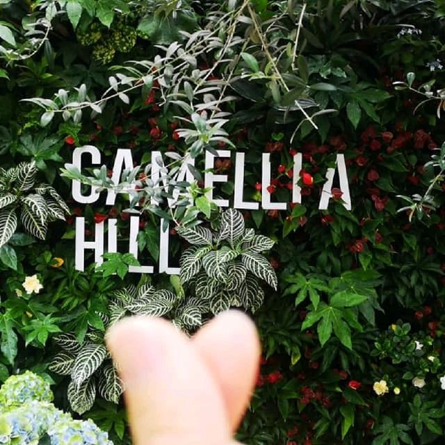 Visiting Jeju island Camellia hill 