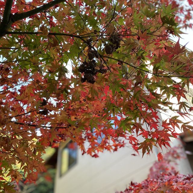 絶景！箕面の森の紅葉🍁
