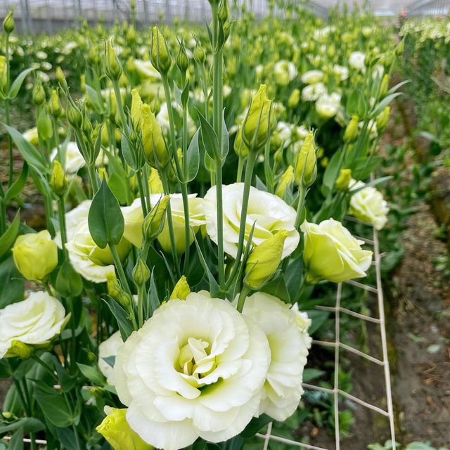 百花齊放！實現一日春天仙子的願望-董家花田