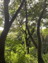 비오는 날 제주에서 비자림🌳 어때유?