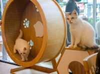 🐱 Cool Cat Cafe' คาเฟ่น้อนเหมียวใกล้มอชอ 🐱
