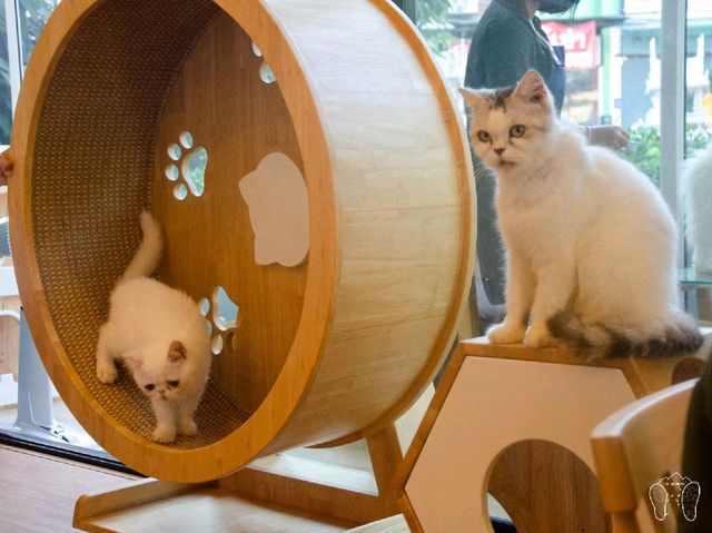 🐱 Cool Cat Cafe' คาเฟ่น้อนเหมียวใกล้มอชอ 🐱