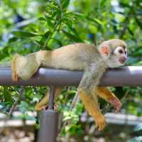 An impromptu squirrel monkey photoshoot!