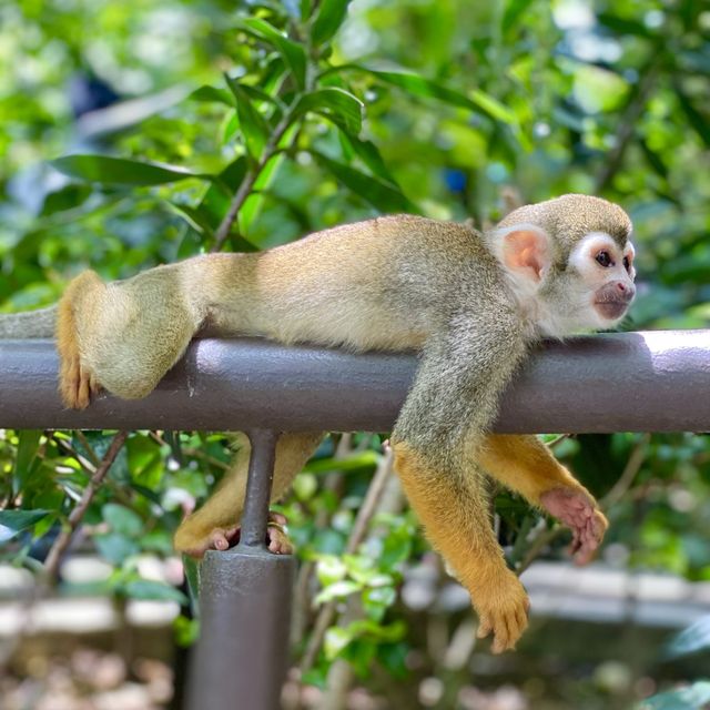 An impromptu squirrel monkey photoshoot!