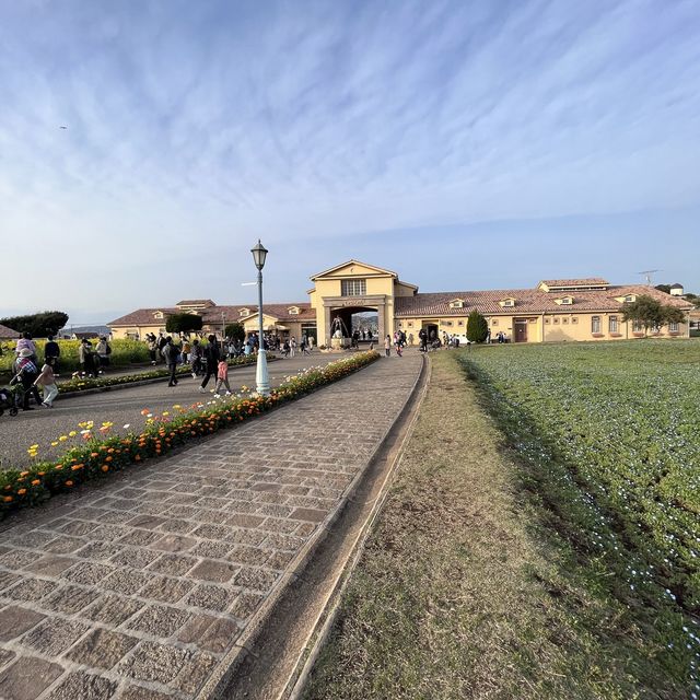 【神奈川】絶景の菜の花畑💛ソレイユの丘