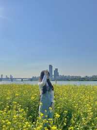 서울 유채꽃 명소, 반포 한강공원 서래섬
