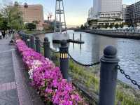 お花好きにはたまらない！横浜フラワー散歩！