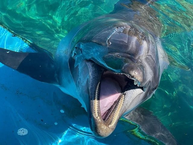 海の動物たちととても距離が近い水族館🐬