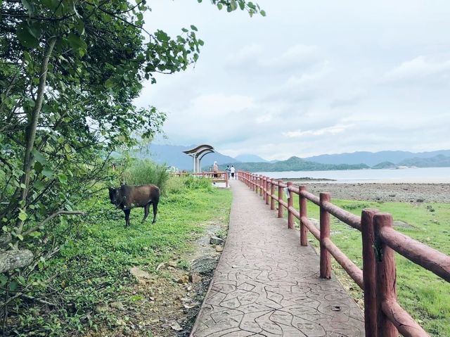 泥涌失望之旅