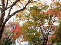 東京賞楓🍁好去處｜栗又之滝