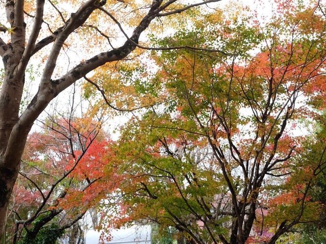東京賞楓🍁好去處｜栗又之滝