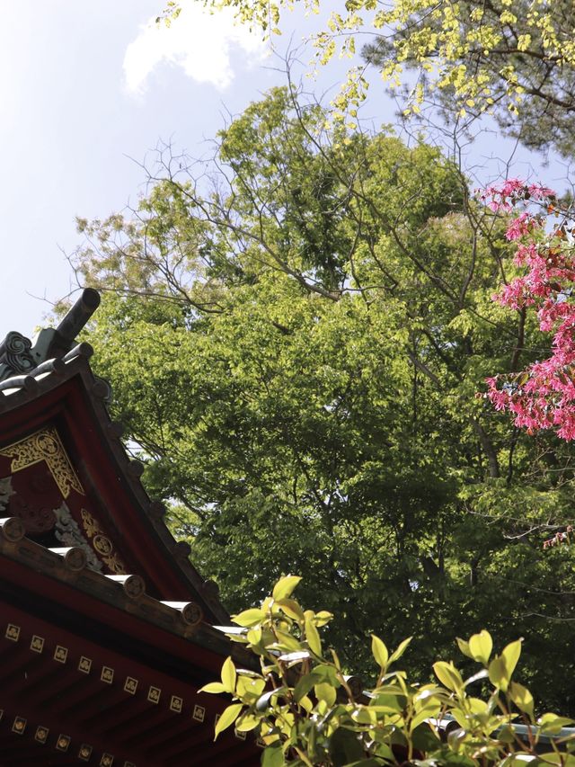 [도쿄] 간단한 등산이 가능한 타카오산